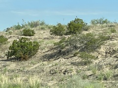 Larrea tridentata