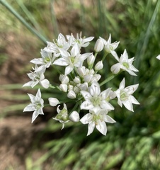 Allium tuberosum