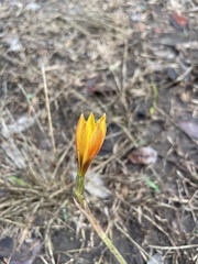 Zephyranthes tubispatha