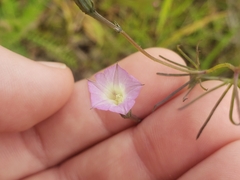 Ipomoea costellata