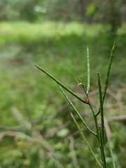 Alliaria petiolata