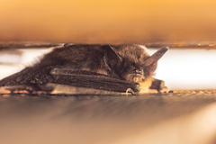 Myotis