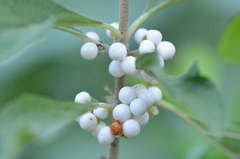 Callicarpa americana