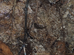 Salamandrina perspicillata