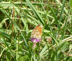 Melitaea phoebe