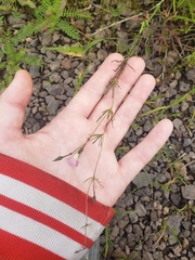 Ipomoea costellata