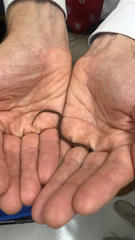 Storeria occipitomaculata