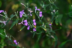 Hypoestes cumingiana