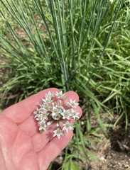 Allium tuberosum