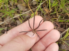 Ipomoea costellata