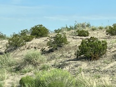 Larrea tridentata