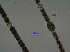 Dolichospermum