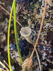 Cladonia