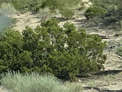 Larrea tridentata