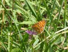 Melitaea phoebe
