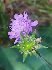 Knautia dipsacifolia