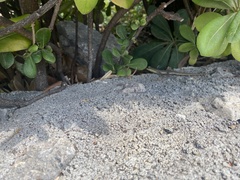 Podarcis melisellensis