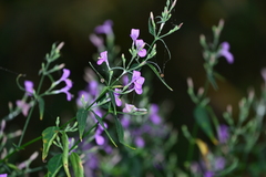 Hypoestes cumingiana