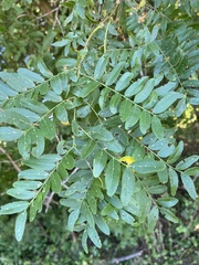 Gleditsia