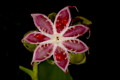 Dillenia suffruticosa