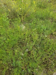 Ipomoea costellata