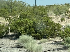 Larrea tridentata