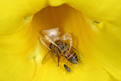 Thomisus spectabilis