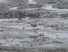 Limosa limosa