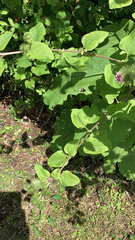 Arctium lappa