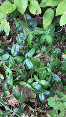 Vinca minor