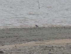 Haematopus ostralegus