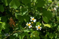 Bidens alba