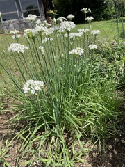 Allium tuberosum