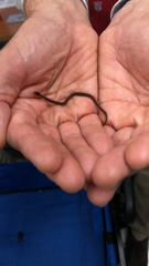 Storeria occipitomaculata