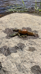 Faxonius virilis