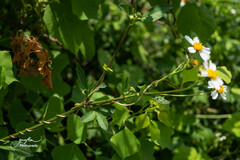 Bidens alba