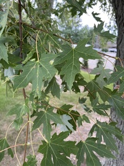Acer saccharinum
