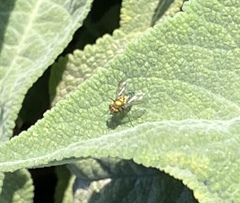 Condylostylus longicornis