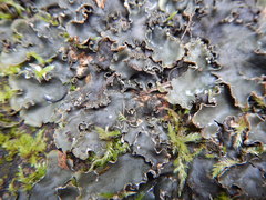 Peltigera elisabethae