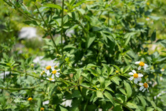 Bidens alba