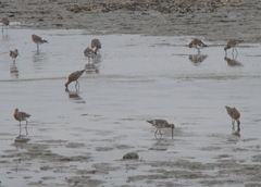 Limosa limosa