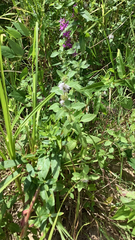 Mentha canadensis