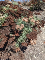 Eriogonum arborescens