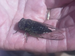 Neotibicen canicularis