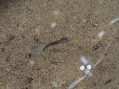 Salamandrina perspicillata