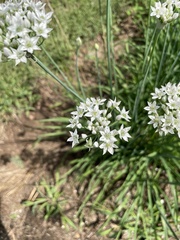 Allium tuberosum