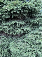 Picea maximowiczii maximowiczii