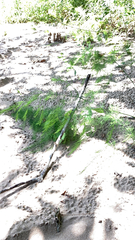 Asparagus officinalis