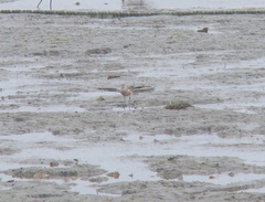 Calidris ferruginea