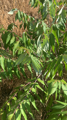 Rhus glabra